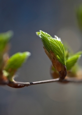 Swiss Engineering engagiert sich zum Thema Klima - gegen den Klimawandel - für die Energie, Mobilität und die Umwelt | © Photo